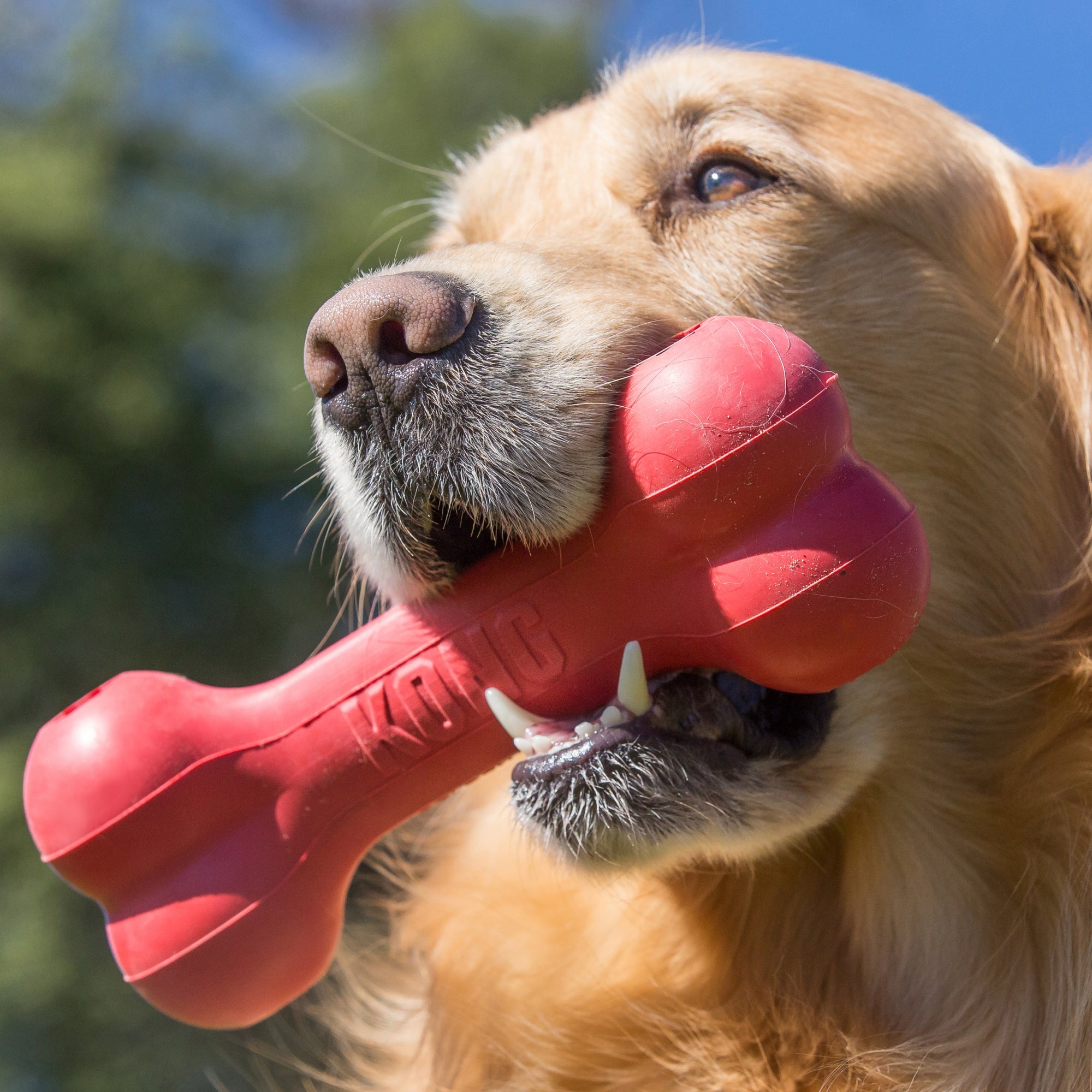 Kong hondenspeelgoed Goodie Bone - Huisdierplezier