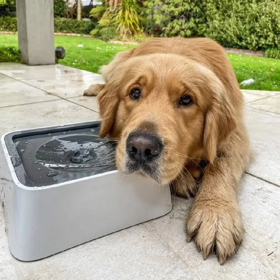 antimors honden drinkbak waterbak grijs